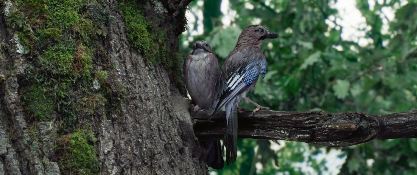 scena di heart of an oak