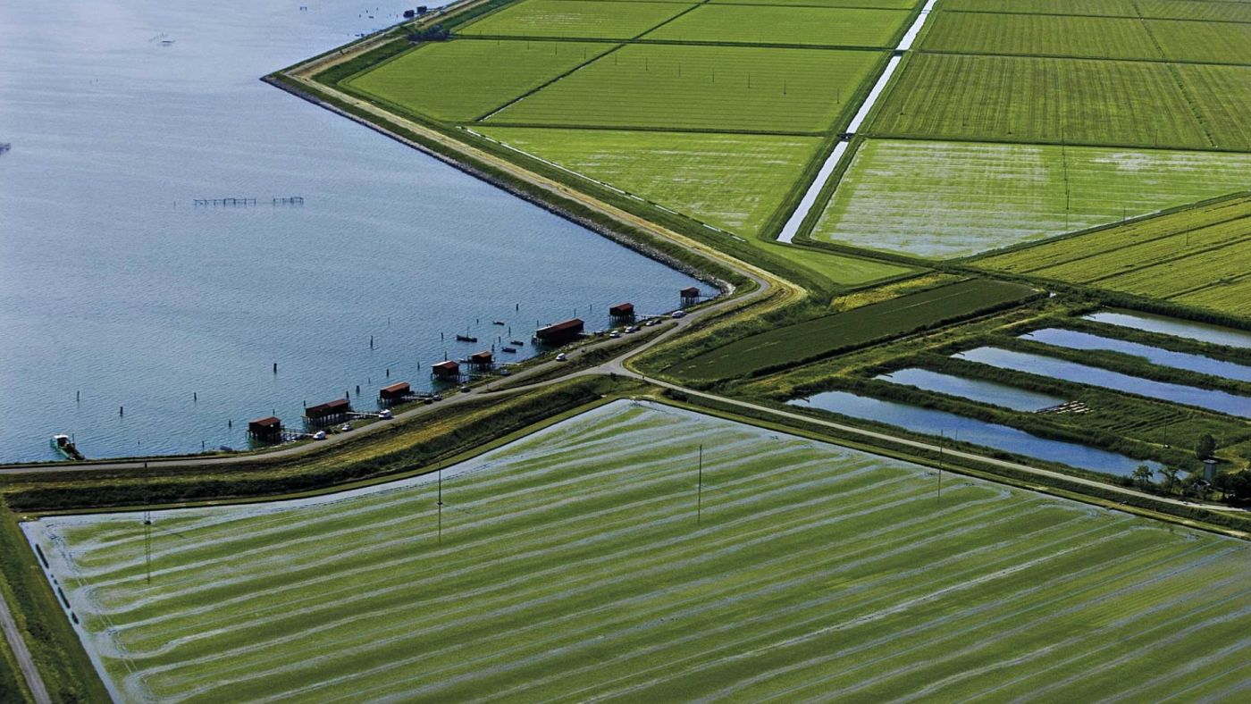 siccità valle del po risotto a rischio