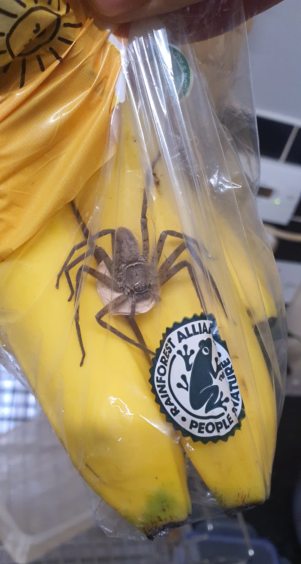 il ragno cacciatore nel sacchetto di banane di tesco