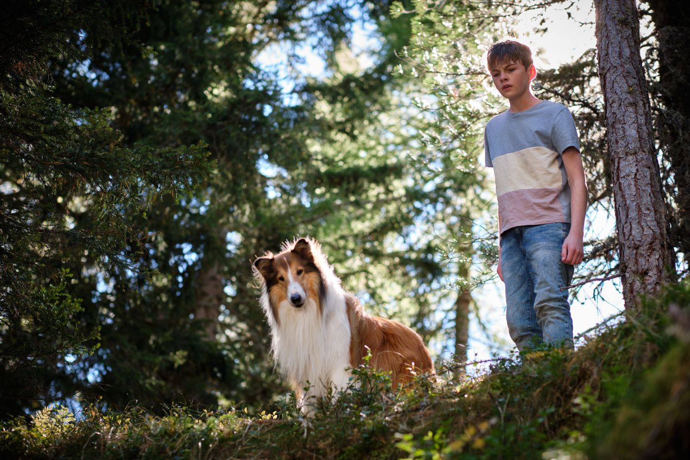 scena di lassie a new adventure