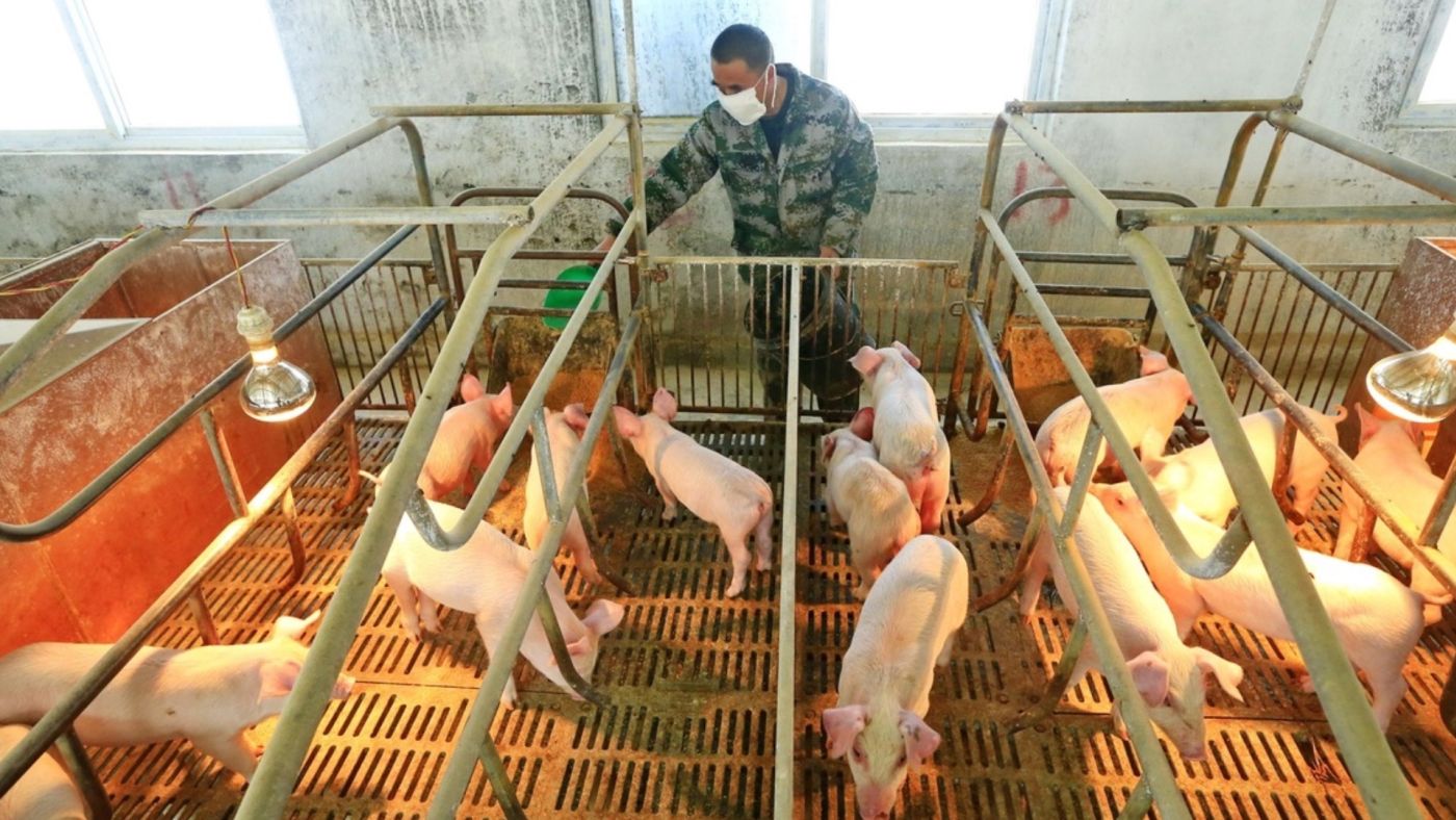 maiali e influenza suina