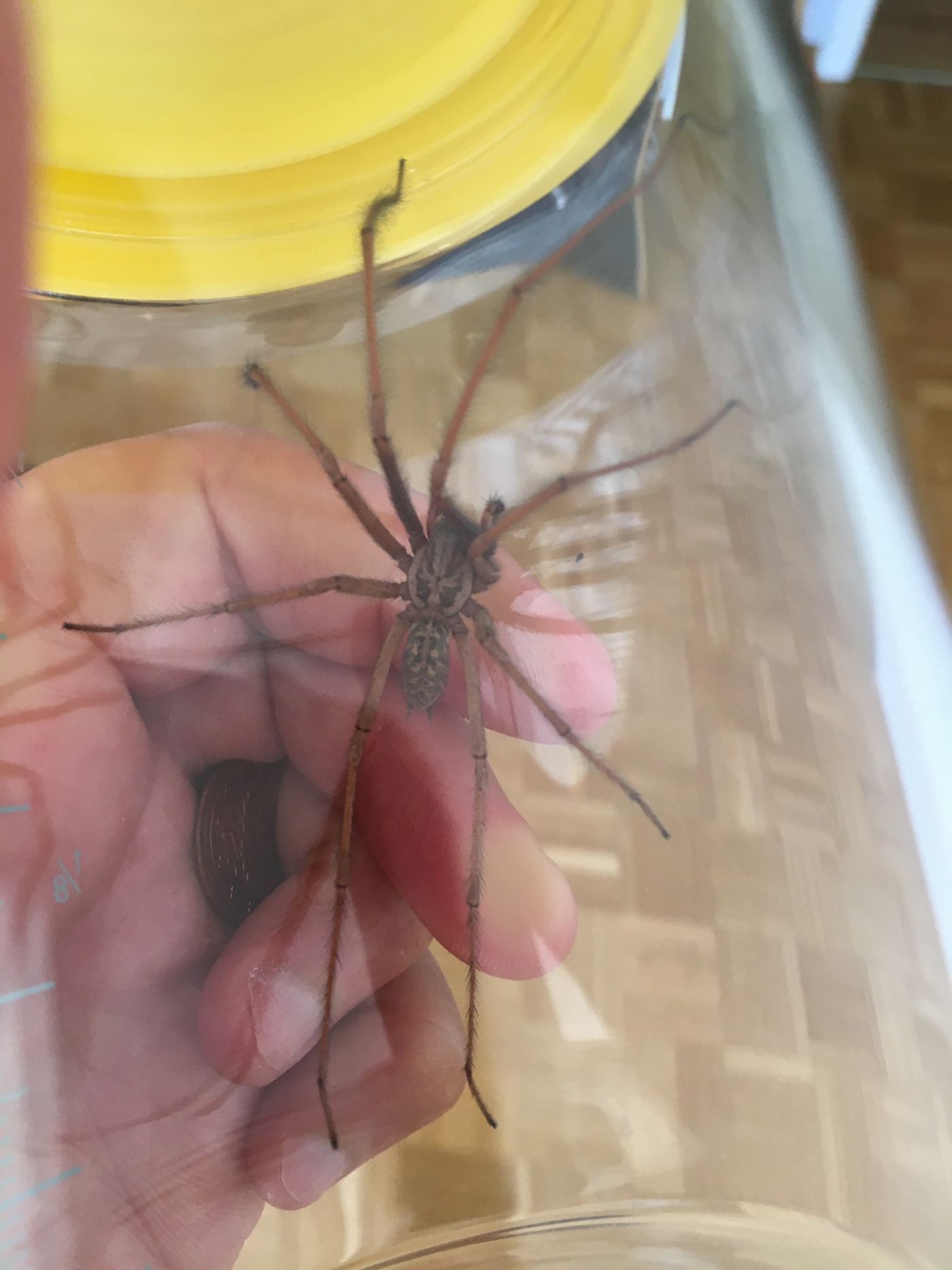 eratigena atrica
