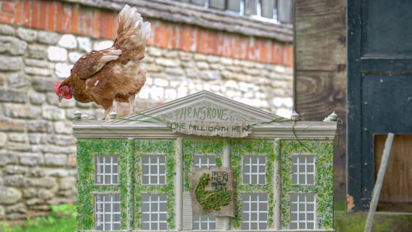 Henrietta, la gallina adottata da Re Carlo III