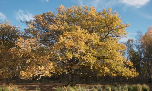 film heart of an oak