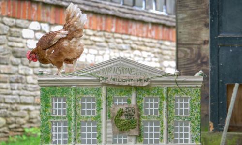 Henrietta, la gallina adottata da Re Carlo III